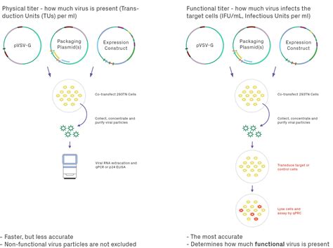 Lentivirus Production for Research 